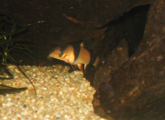 Botia macracanthus