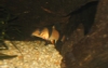 Botia macracanthus