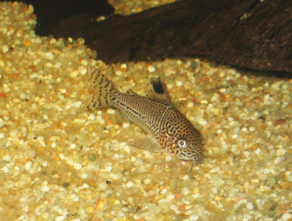 Corydoras julii