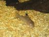 Corydoras julii