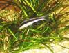 Crossochelius siamensis