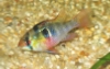 Mikrogeophagus ramirezi