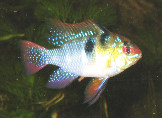Mikrogeophagus ramirezi