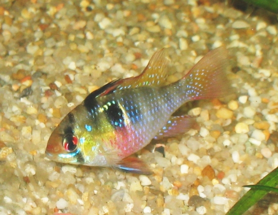 Mikrogeophagus ramirezi