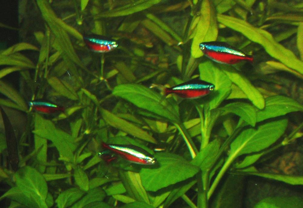 Paracheirodon axelrodi