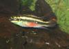 Pelvicachromis pulcher