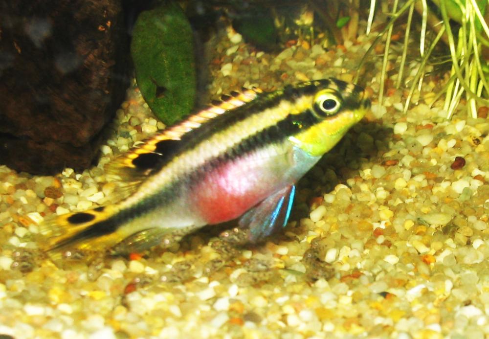 Pelvicachromis pulcher