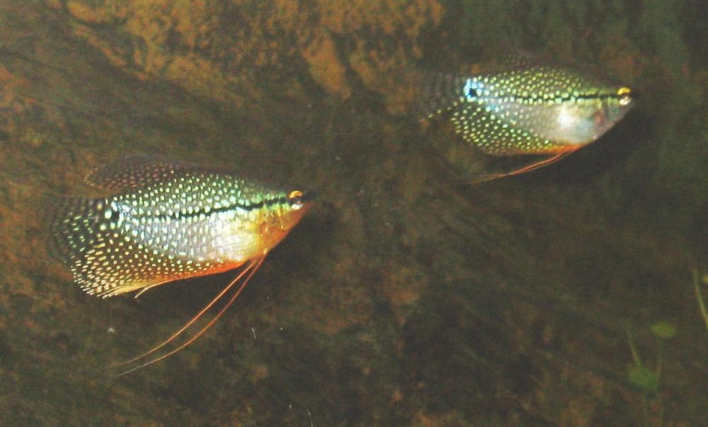 Trichogaster leeri